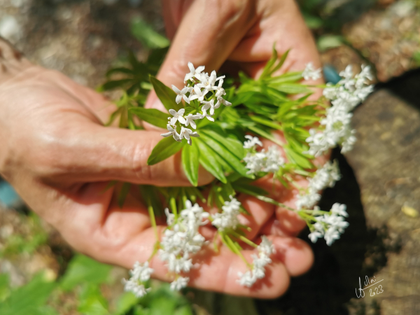 Waldmeister